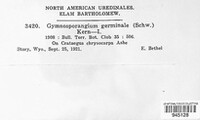 Gymnosporangium clavipes image